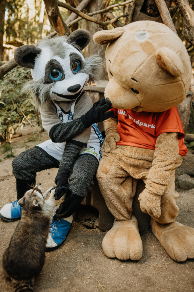 Zwei Maskottchen in einem Tiergehege mit einem Waschbär